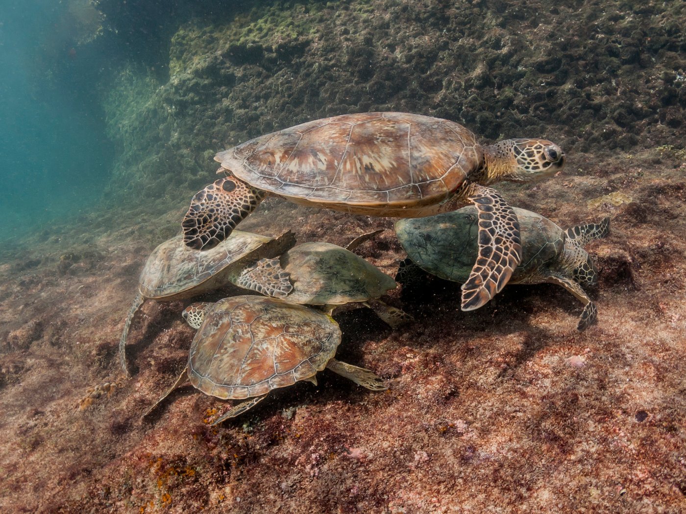 Turtle Run dive site